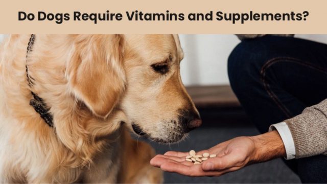 Best Dog Vitamins